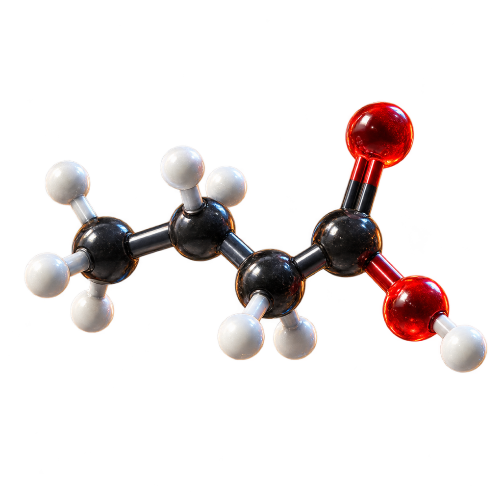 3D-Modell des Molek&uuml;ls Butters&auml;ure